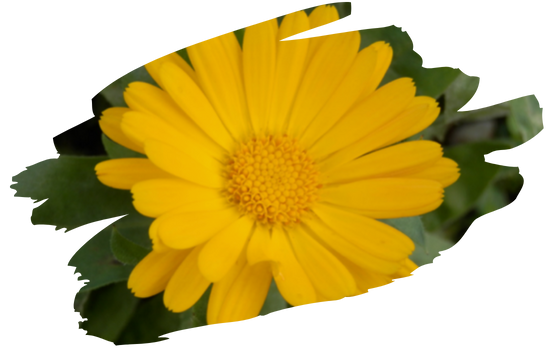 Ringelblume