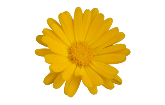 Ringelblume2